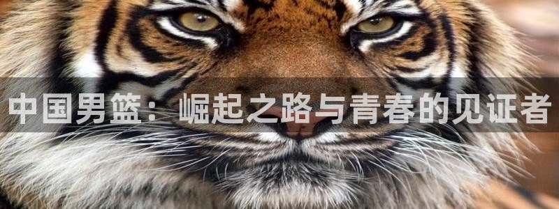2026年世界杯赛程表时间：中国男篮：崛起之路与青春的见证者