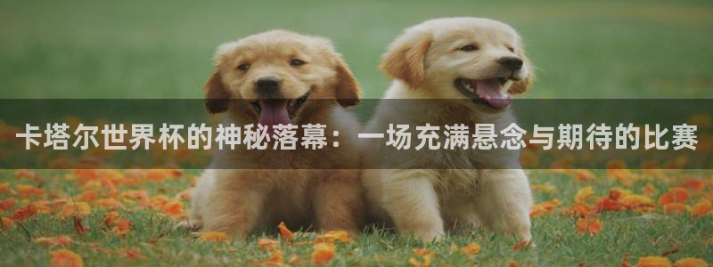 世界杯预选赛亚洲区积分榜：卡塔尔世界杯的神秘落幕：一场充满悬念与期待的比赛