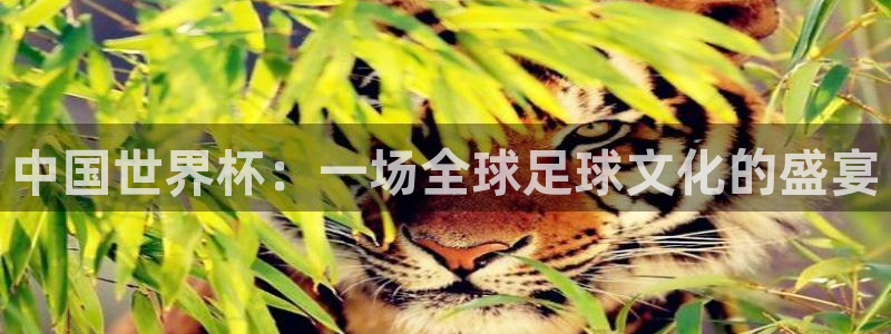 世界杯48支球队赛制：中国世界杯：一场全球足球文化的盛宴